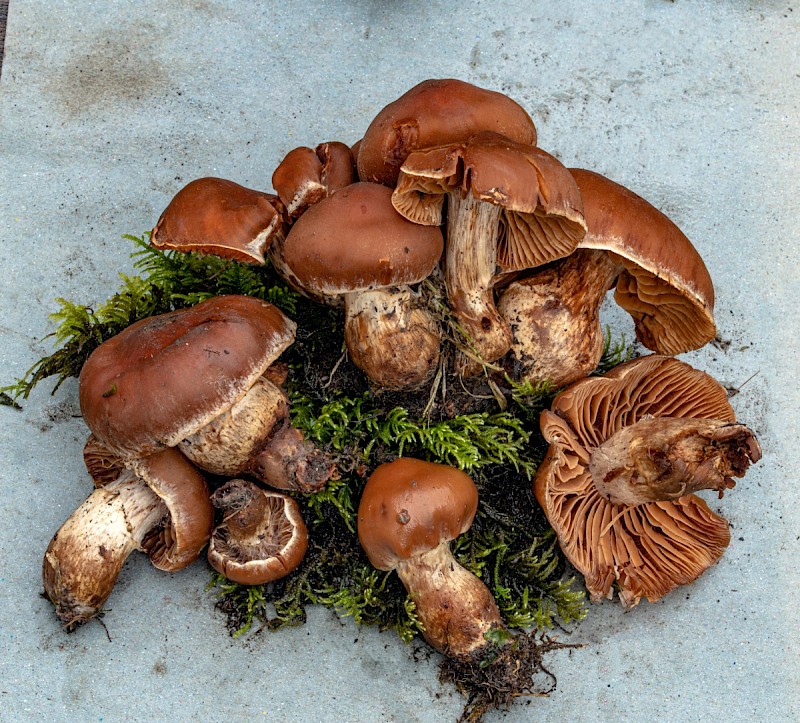 Cortinarius saturninus - &copy; Charles Hipkin