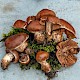 Cortinarius saturninus