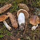 Cortinarius stillatitius
