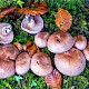 Cortinarius largus