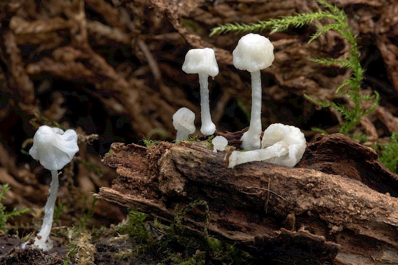 Delicatula integrella - &copy; Charles Hipkin