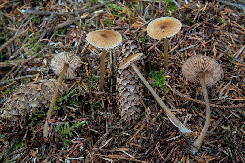 Entoloma cetratum - &copy; Charles Hipkin