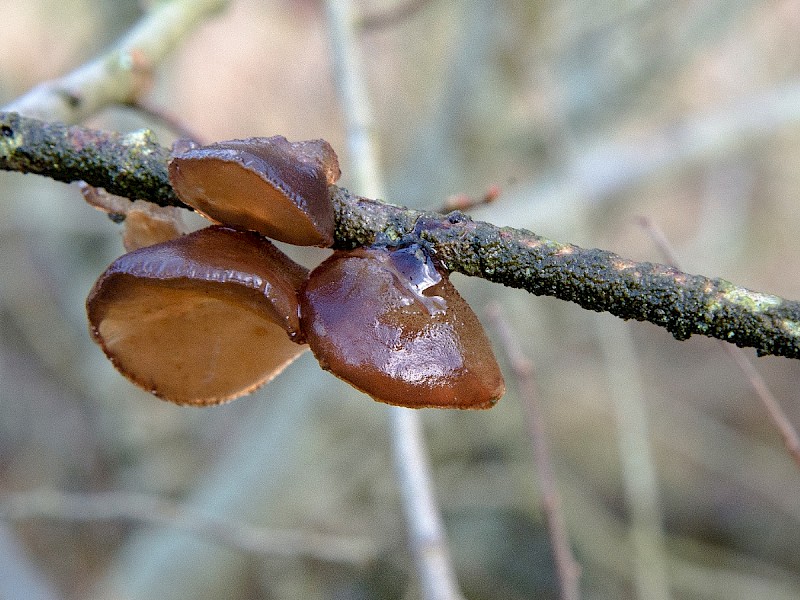 Exidia recisa - &copy; Charles Hipkin