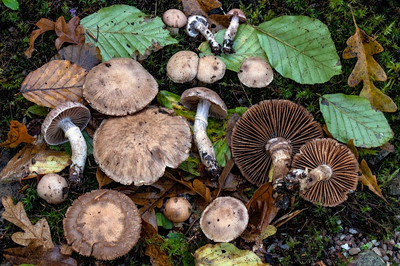 Cortinarius torvus - &copy; Charles Hipkin