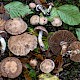 Cortinarius torvus