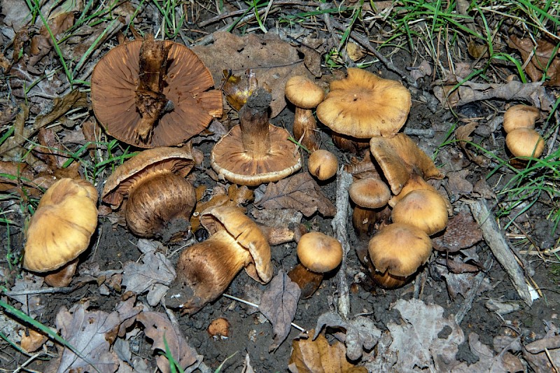 Cortinarius roseonudipes - &copy; Charles Hipkin