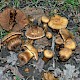 Cortinarius roseonudipes