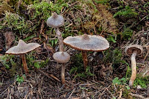 Cortinarius paleaceus 