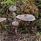 Cortinarius paleaceus