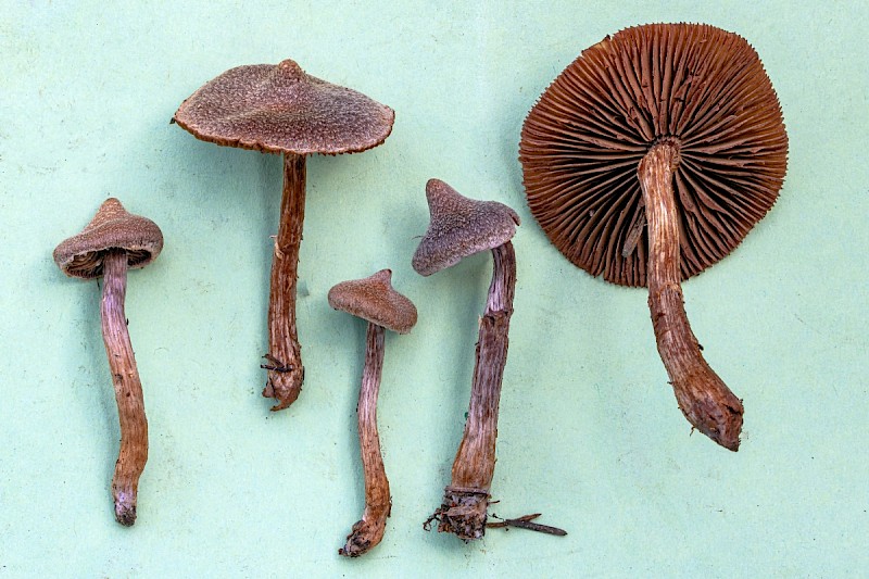 Cortinarius paleaceus - &copy; Charles Hipkin