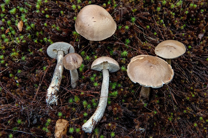 Leccinum cyaneobasileucum - &copy; Charles Hipkin