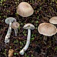 Leccinum cyaneobasileucum