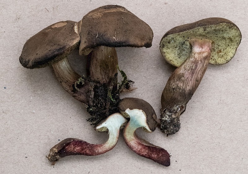 Boletus ferrugineus - &copy; Charles Hipkin