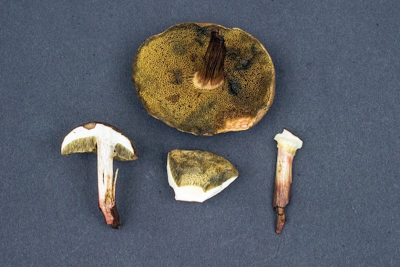Boletus ferrugineus - &copy; Charles Hipkin