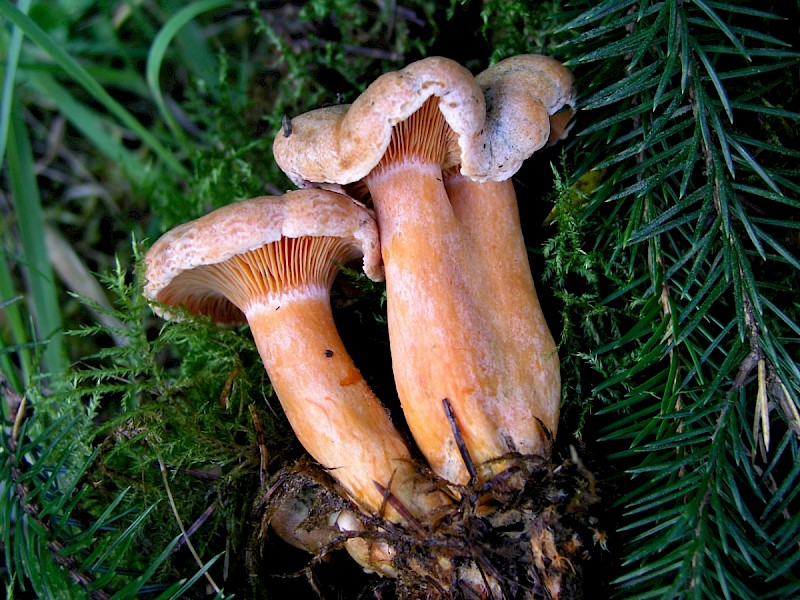 Lactarius deterrimus - &copy; Charles Hipkin
