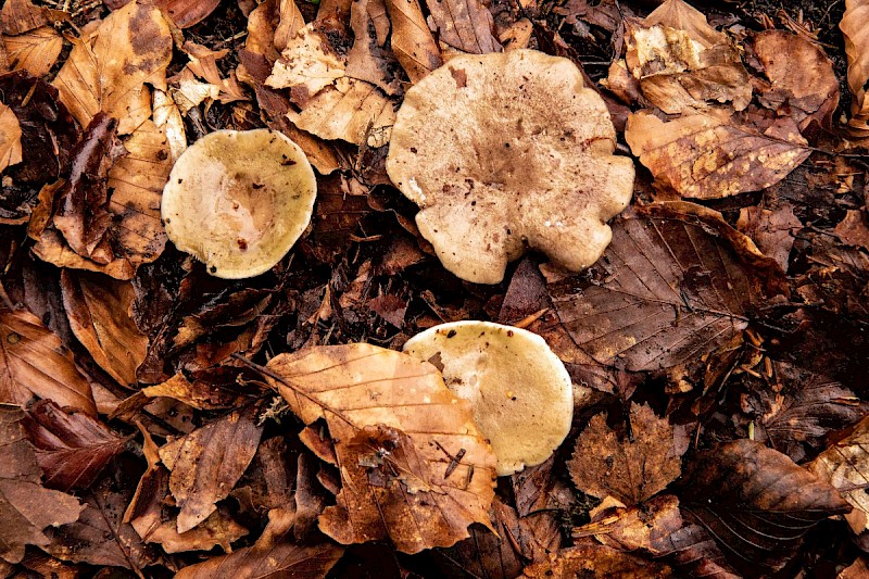 Lactarius fluens - &copy; Charles Hipkin