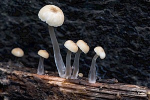 Mycena rorida Dripping Bonnet
