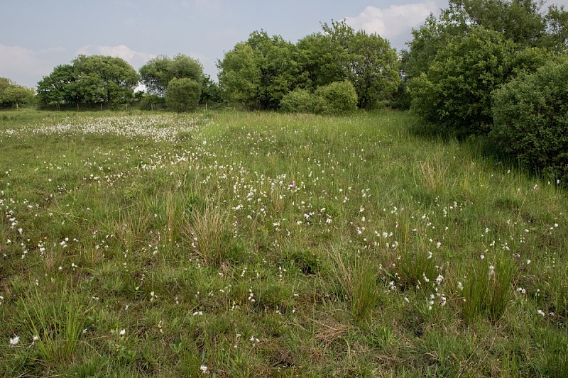 Marshy Grassland (including Rhos Pasture) - &copy; Charles Hipkin