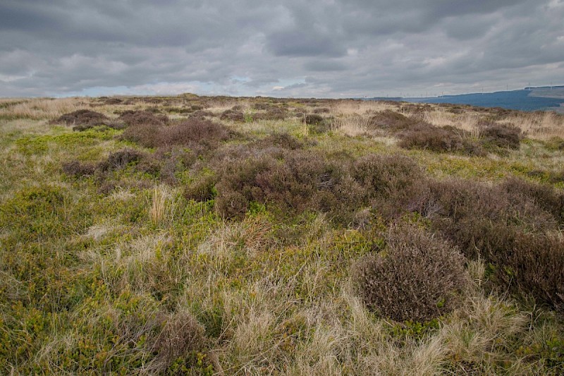 Acid Grassland/Heathland and Moorland - &copy; Charles Hipkin