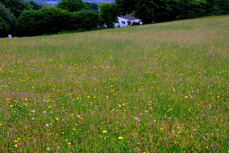 Semi-improved Mesotropic Grassland, Roadside Verges and Roundabouts - &copy; Charles Hipkin