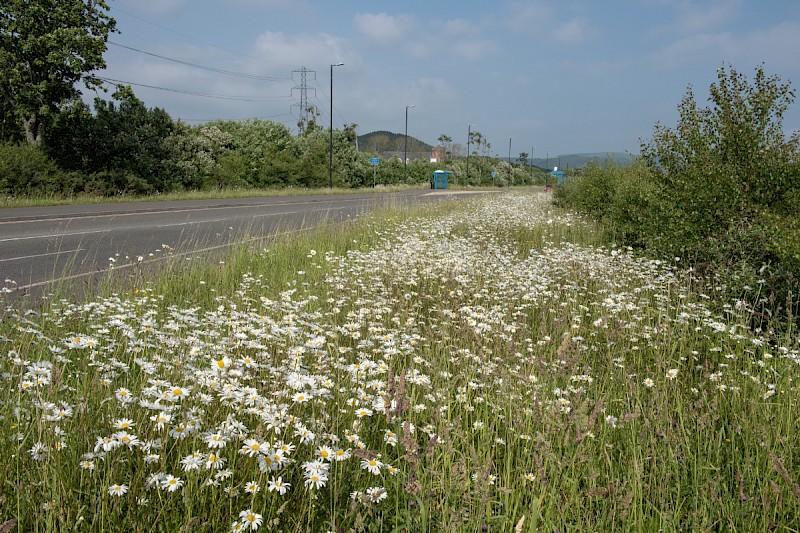 Semi-improved Mesotropic Grassland, Roadside Verges and Roundabouts - &copy; Charles Hipkin