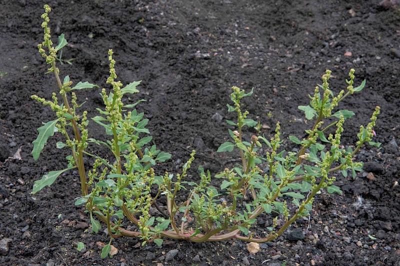 Chenopodium glaucum - &copy; Charles Hipkin