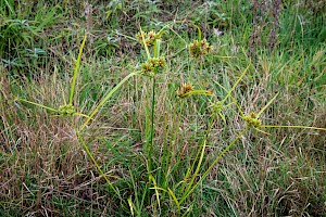 Cyperus eragrostis Pale Galingale