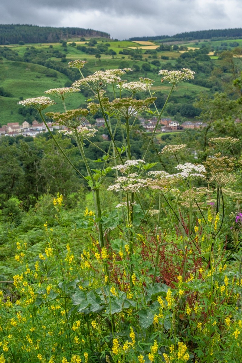 Heracleum sphondylium - &copy; Charles Hipkin