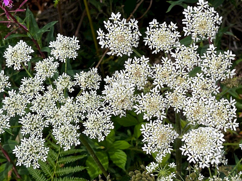 Heracleum sphondylium - © Charles Hipkin
