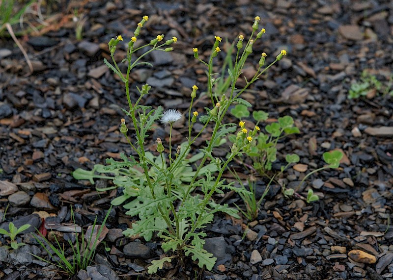 Senecio sylvaticus - © Charles Hipkin