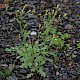 Senecio sylvaticus
