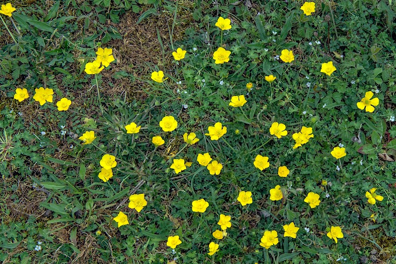 Ranunculus bulbosus - &copy; Charles Hipkin