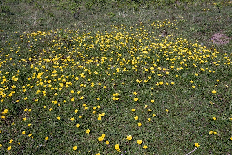 Ranunculus bulbosus - &copy; Charles Hipkin