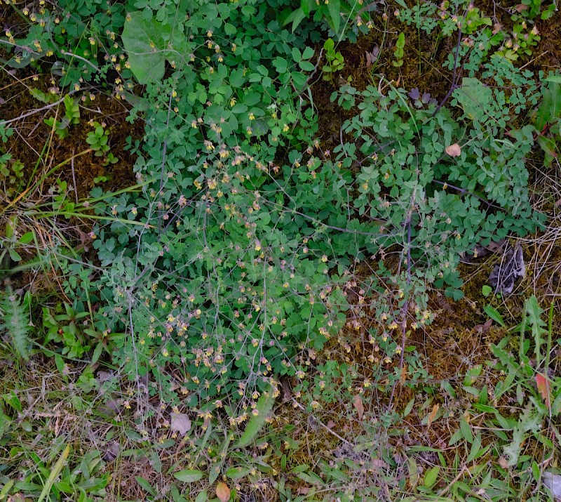 Thalictrum minus - &copy; Charles Hipkin