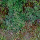 Thalictrum minus
