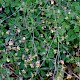 Thalictrum minus