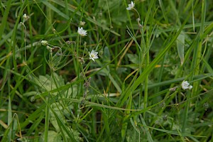 Spergula arvensis Corn Spurrey