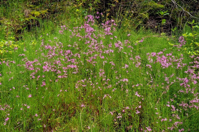 Silene flos-cuculi - &copy; Charles Hipkin