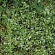 Stellaria alsine