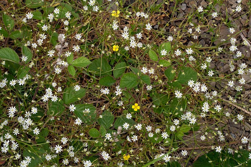 Stellaria graminea - © Charles Hipkin