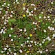 Stellaria graminea