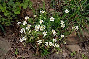 Stellaria holostea Greater Stitchwort
