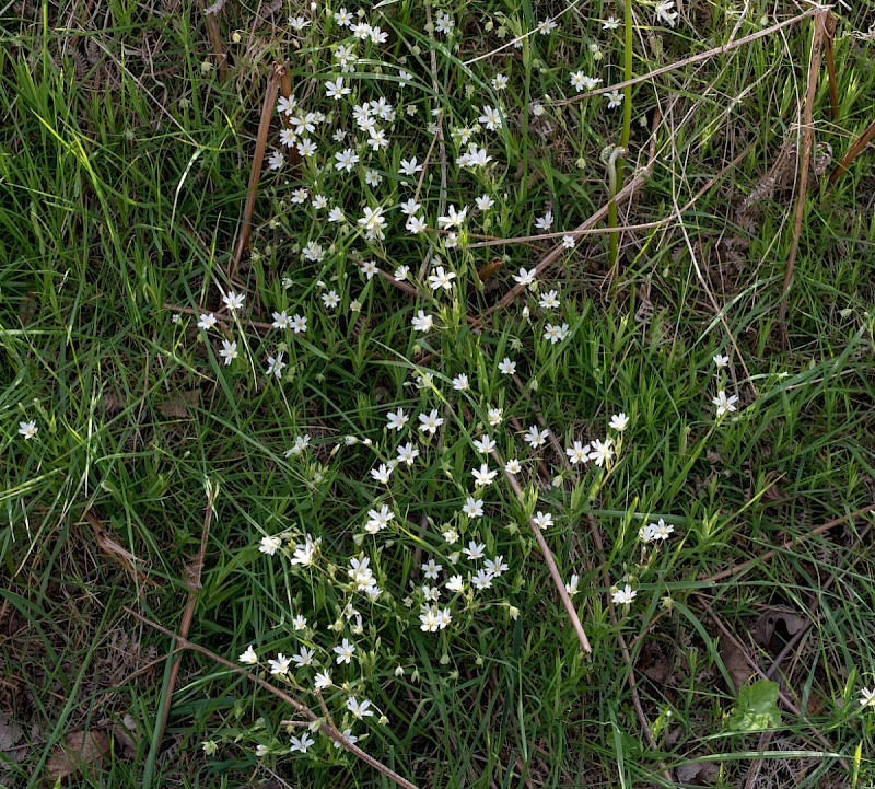 Stellaria holostea - © Charles Hipkin