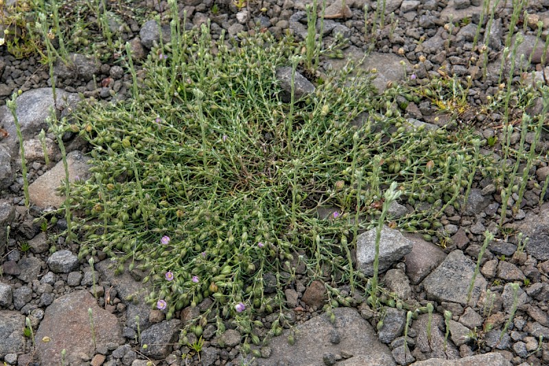 Spergularia rubra - &copy; Charles Hipkin