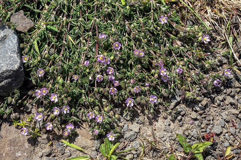 Spergularia rubra - &copy; Charles Hipkin