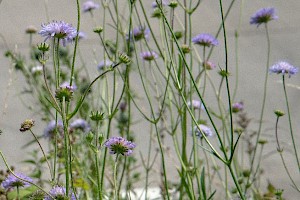 Knautia arvensis Field Scabious