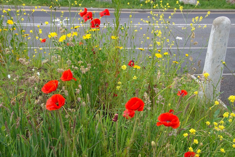 Papaver rhoeas - &copy; Charles Hipkin