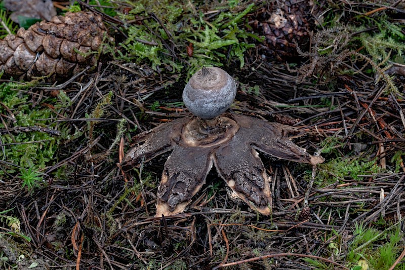 Geastrum pectinatum - &copy; Charles Hipkin