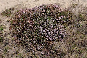 Frankenia laevis Sea-heath