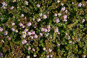 Frankenia laevis Sea-heath